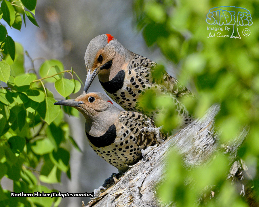 Northern Flicker - Colaptes auratus