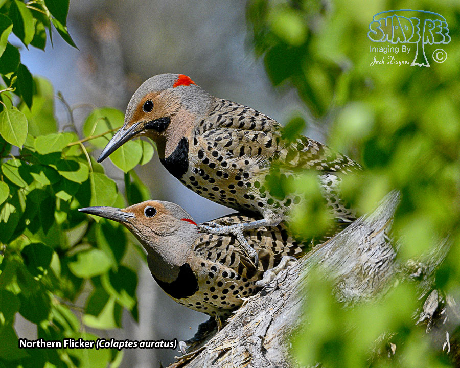 Northern Flicker - Colaptes auratus