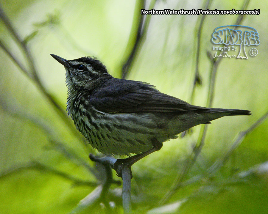 Northern Waterthrush - Parkesia noveboracensis