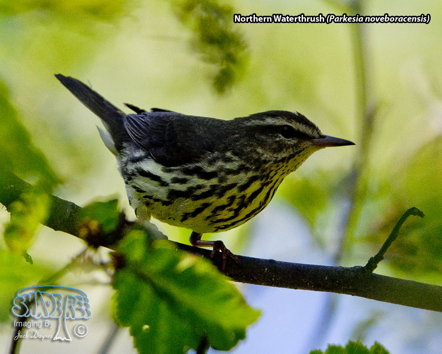Northern Waterthrush - Parkesia noveboracensis