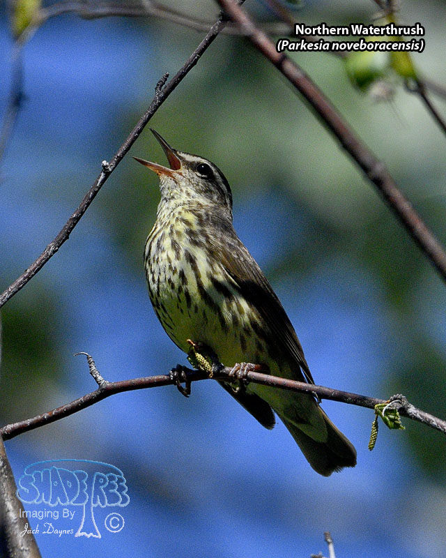 Northern Waterthrush - Parkesia noveboracensis