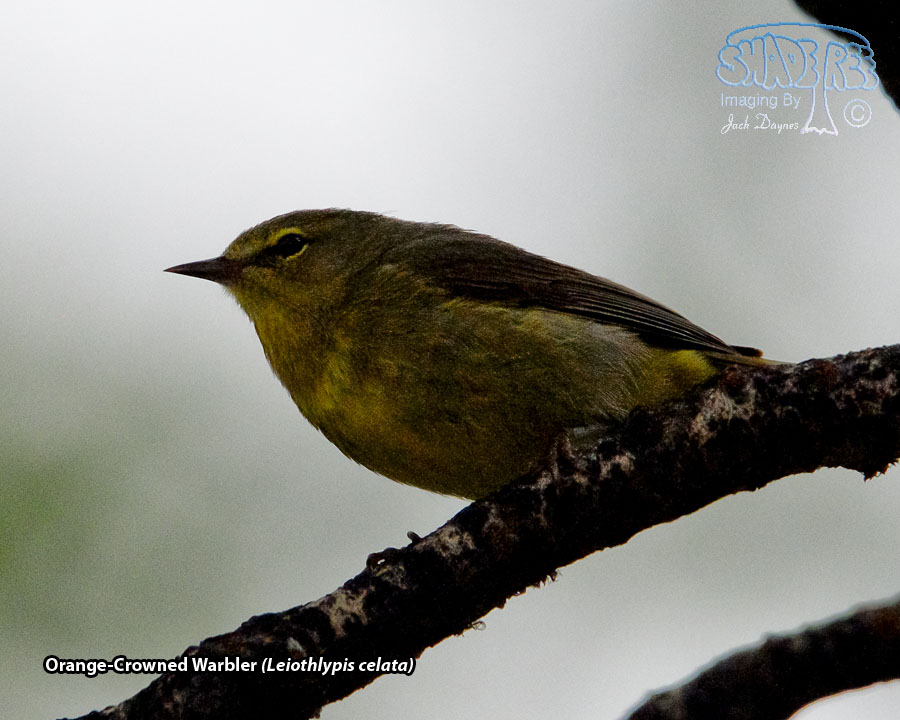 Orange-Crowned Warbler - Leiothlypis celata