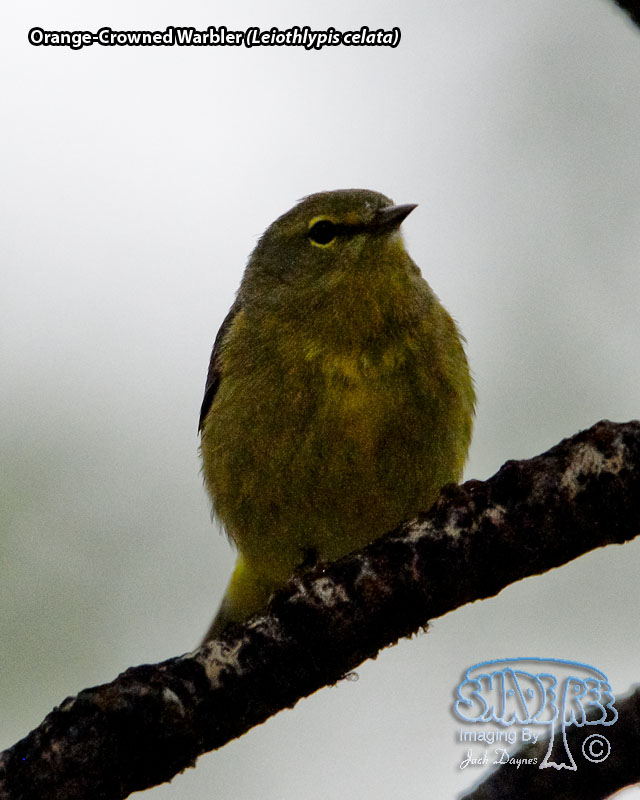 Orange-Crowned Warbler - Leiothlypis celata