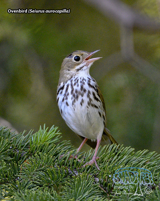 Ovenbird - Seiurus aurocapilla