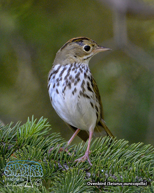 Ovenbird - Seiurus aurocapilla