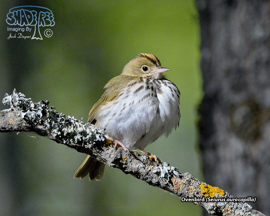 Ovenbird - Seiurus aurocapilla