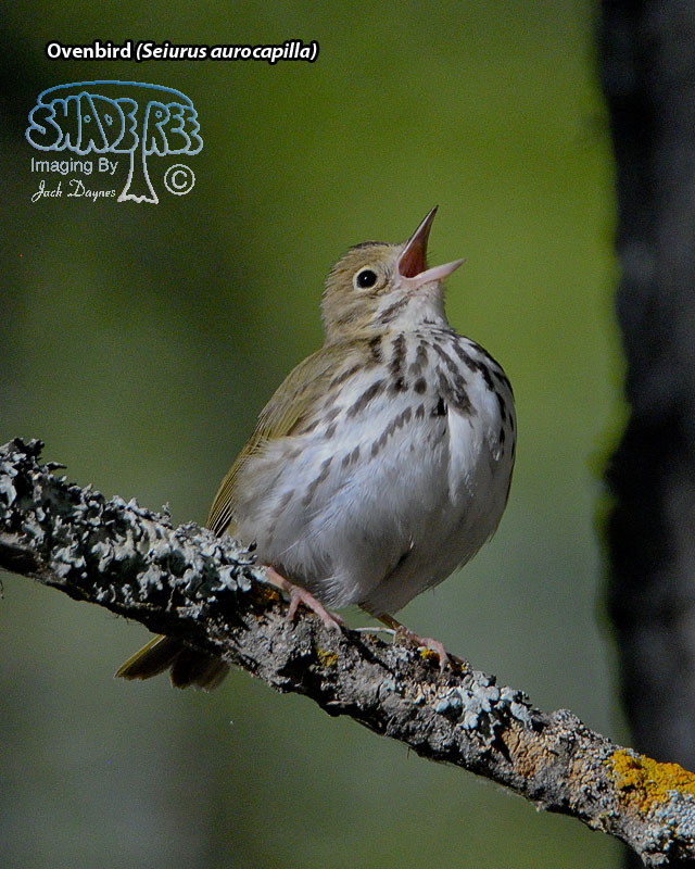 Ovenbird - Seiurus aurocapilla