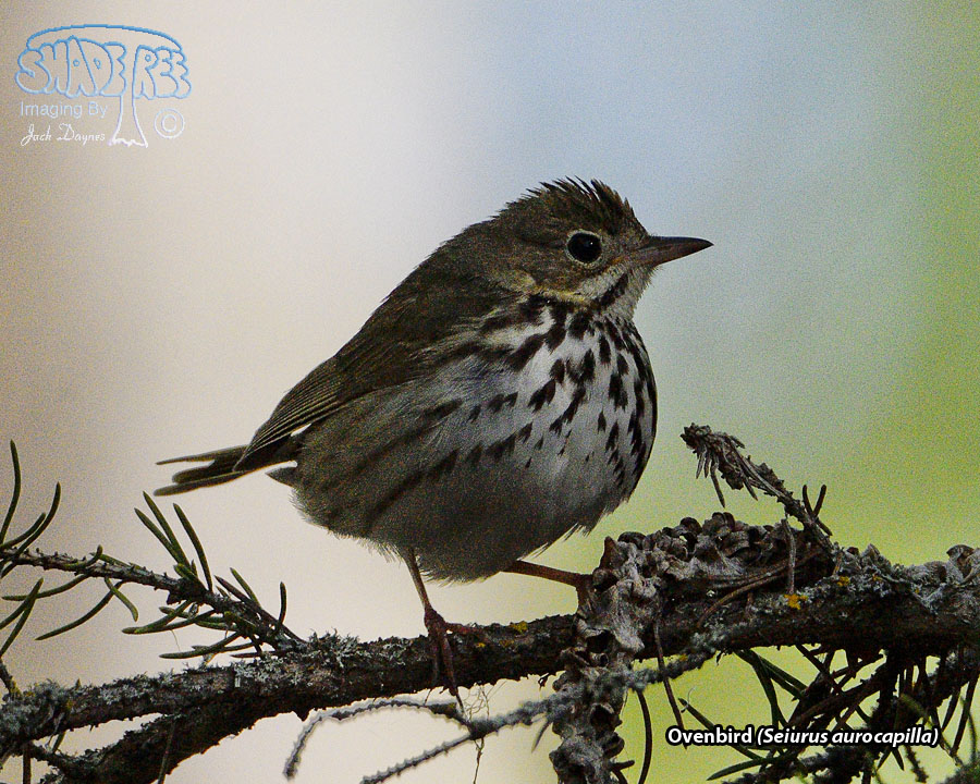 Ovenbird - Seiurus aurocapilla