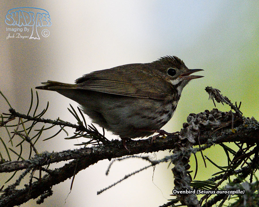 Ovenbird - Seiurus aurocapilla