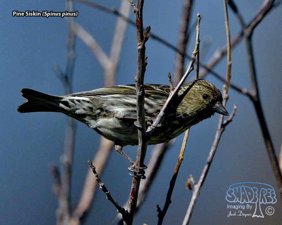 Pine Siskin - Spinus pinus