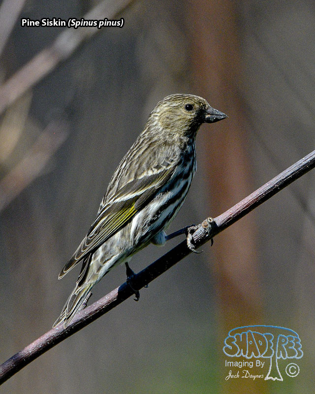 Pine Siskin - Spinus pinus