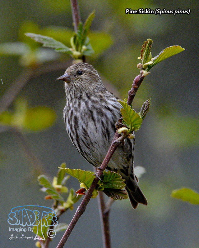 Pine Siskin - Spinus pinus