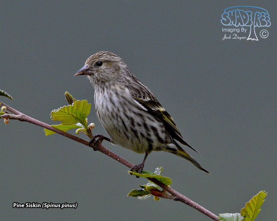 Pine Siskin - Spinus pinus