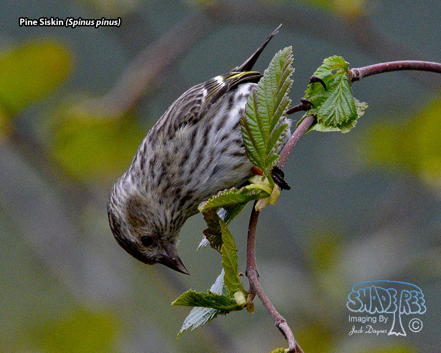 Pine Siskin - Spinus pinus