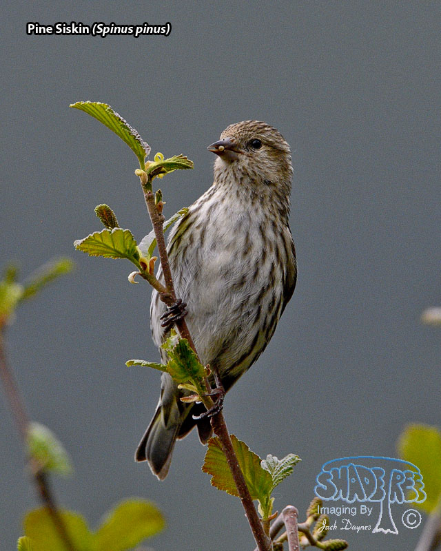 Pine Siskin - Spinus pinus