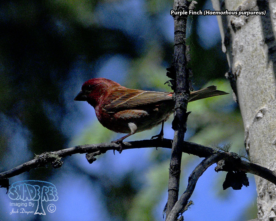 Purple Finch - Haemorhous purpureus