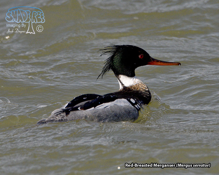 Red-Breasted Merganser - Mergus serrator