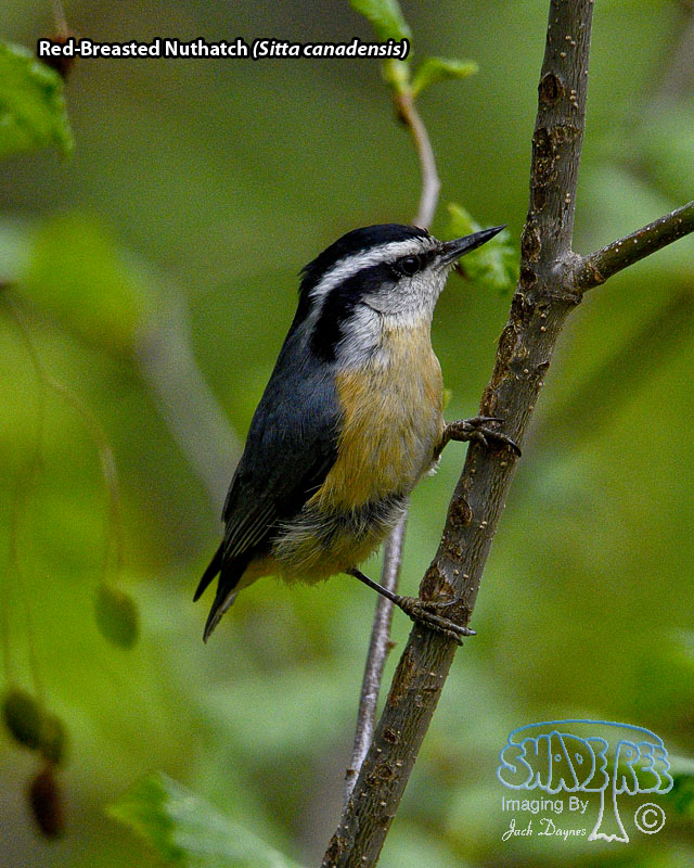 Red-Breasted Nuthatch - Sitta canadensis