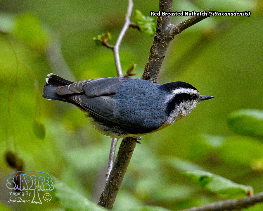 Red-Breasted Nuthatch - Sitta canadensis