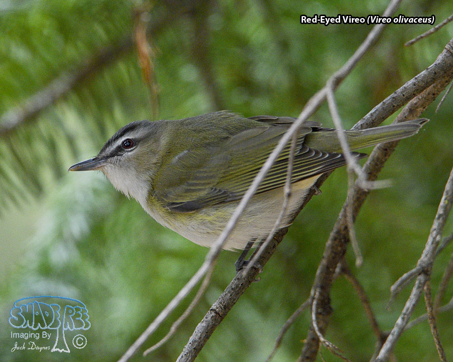 Red-Eyed Vireo - Vireo olivaceus