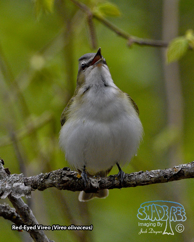 Red-Eyed Vireo - Vireo olivaceus