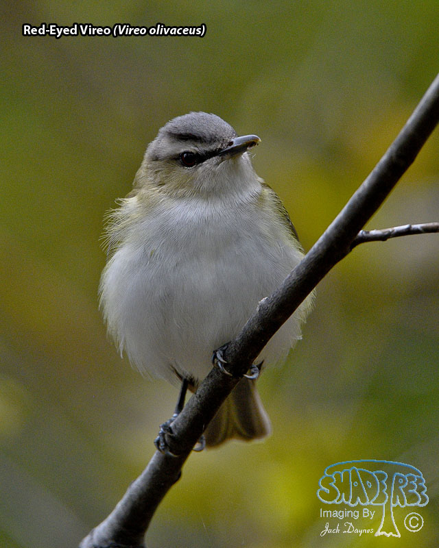 Red-Eyed Vireo - Vireo olivaceus