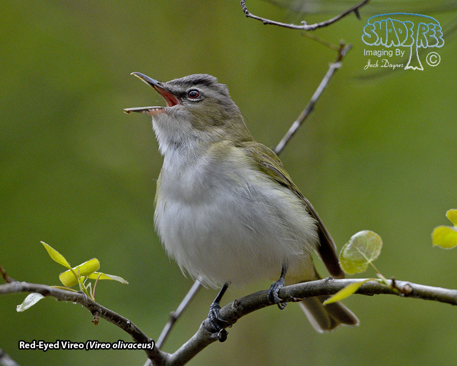 Red-Eyed Vireo - Vireo olivaceus