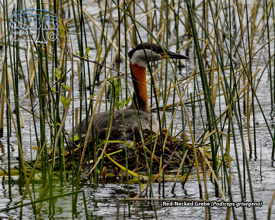 Red-Necked Grebe - Podiceps grisegena