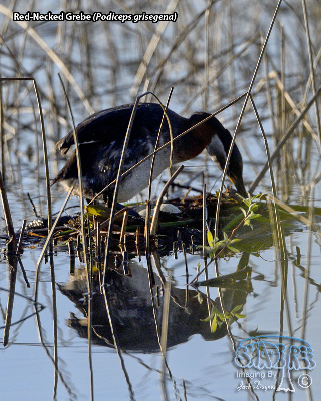 Red-Necked Grebe - Podiceps grisegena
