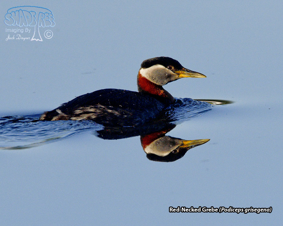 Red-Necked Grebe - Podiceps grisegena