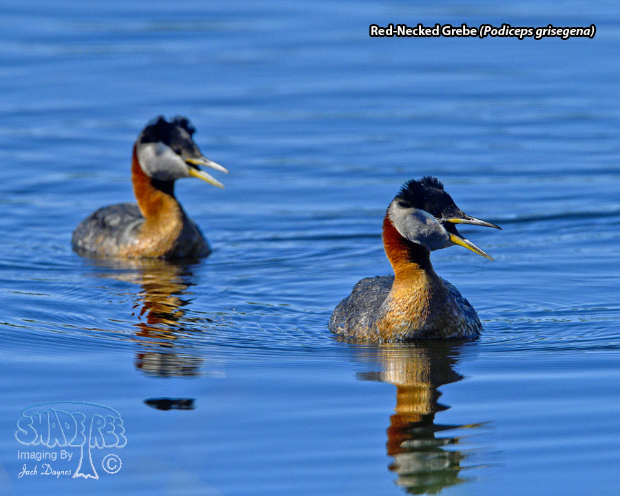 Red-Necked Grebe - Podiceps grisegena