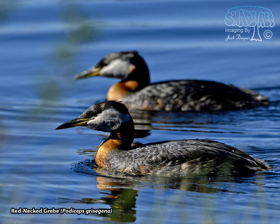 Red-Necked Grebe - Podiceps grisegena