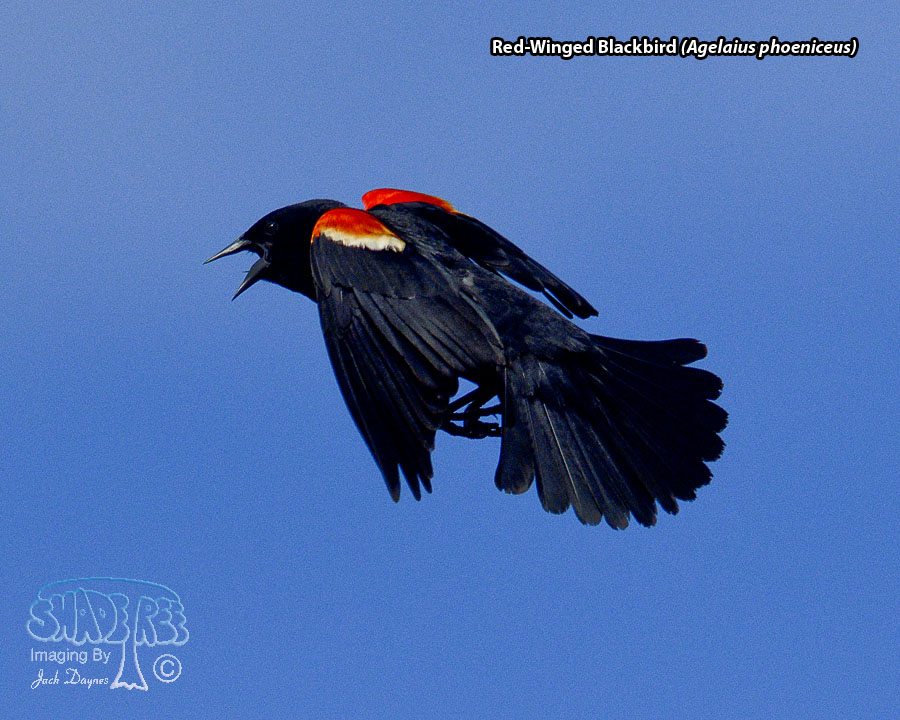 Red-Winged Blackbird - Agelaius phoeniceus