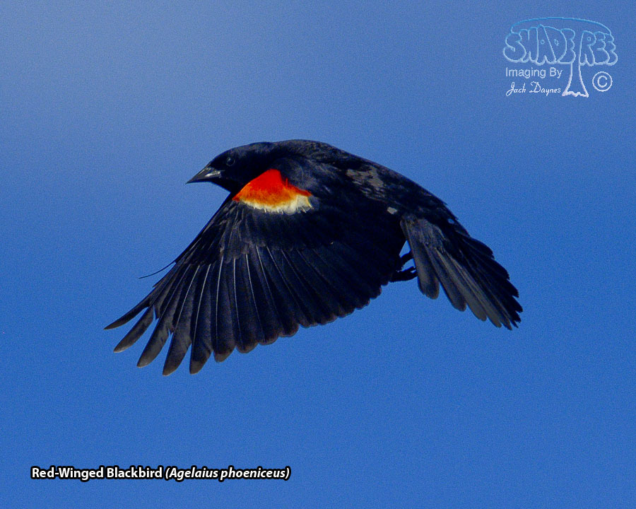 Red-Winged Blackbird - Agelaius phoeniceus