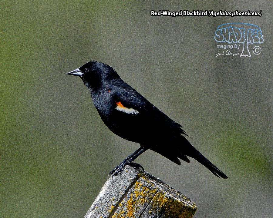 Red-Winged Blackbird - Agelaius phoeniceus