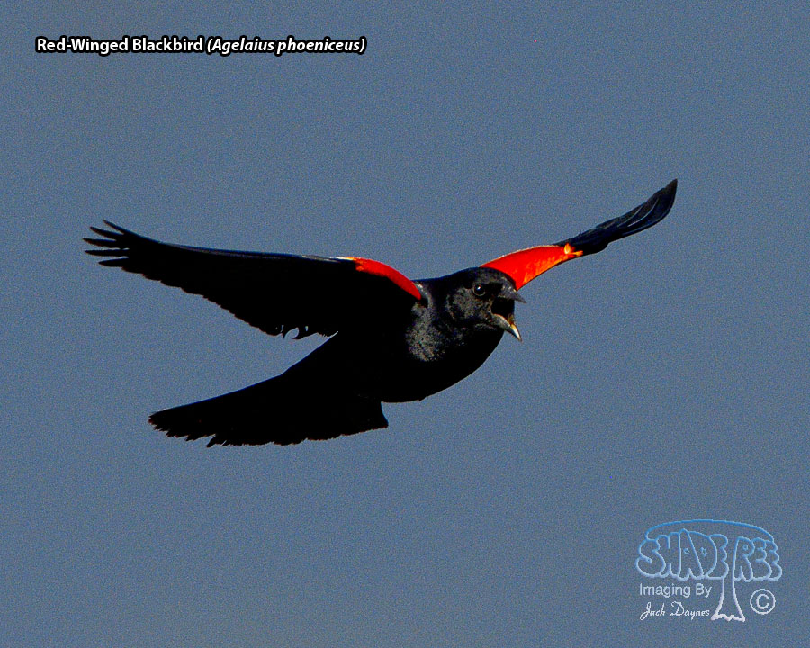 Red-Winged Blackbird - Agelaius phoeniceus