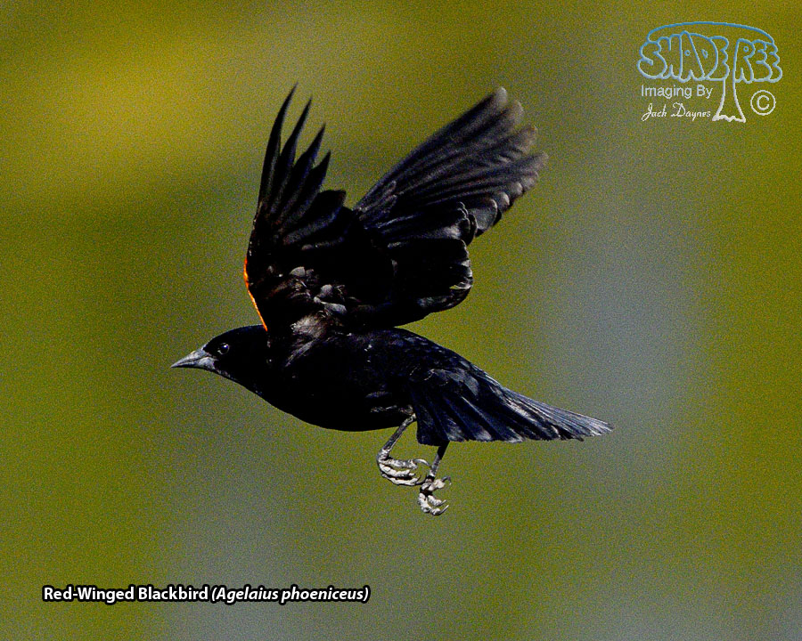 Red-Winged Blackbird - Agelaius phoeniceus