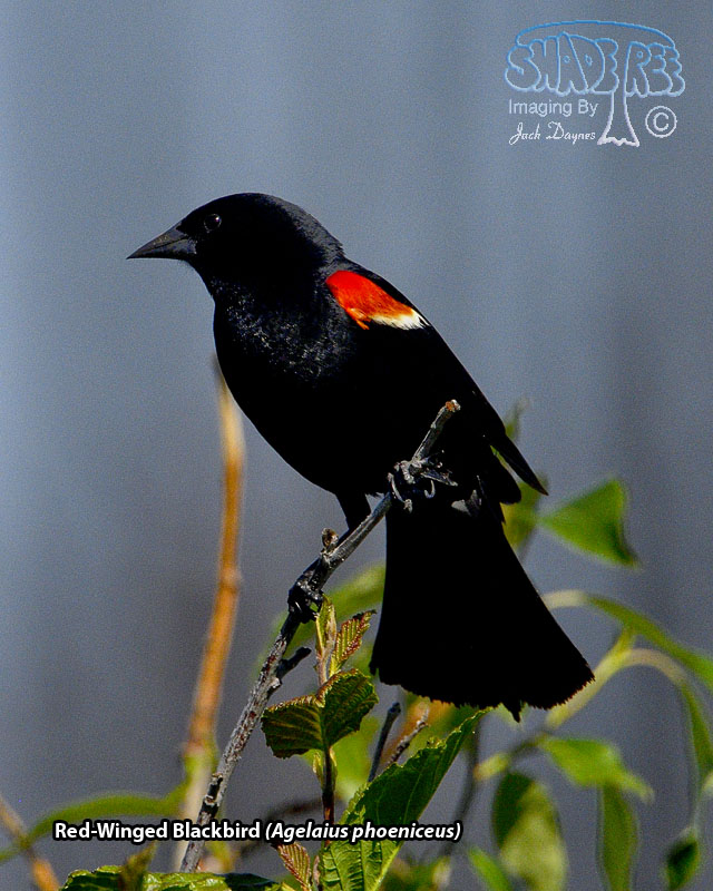 Red-Winged Blackbird - Agelaius phoeniceus