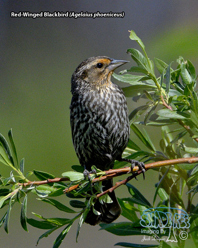 Red-Winged Blackbird - Agelaius phoeniceus