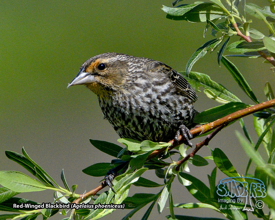 Red-Winged Blackbird - Agelaius phoeniceus