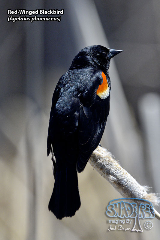 Red-Winged Blackbird - Agelaius phoeniceus