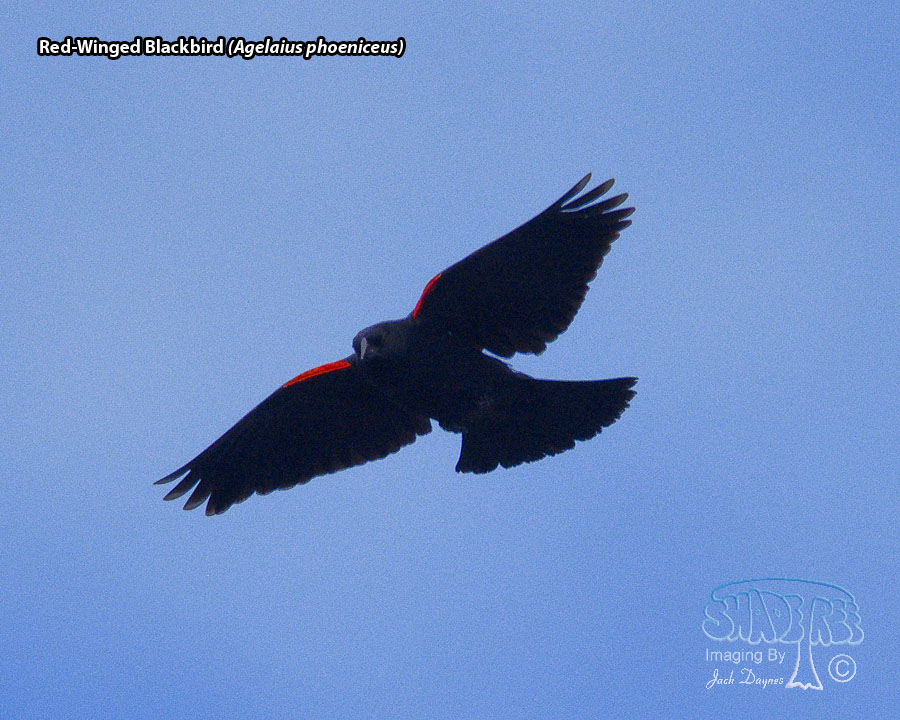 Red-Winged Blackbird - Agelaius phoeniceus