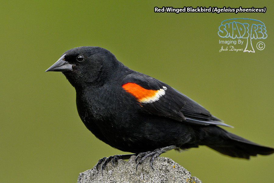 Red-Winged Blackbird - Agelaius phoeniceus