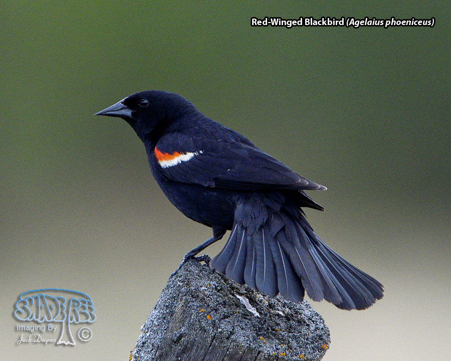 Red-Winged Blackbird - Agelaius phoeniceus