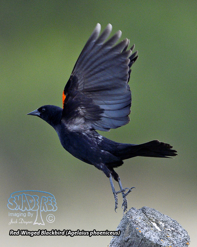 Red-Winged Blackbird - Agelaius phoeniceus