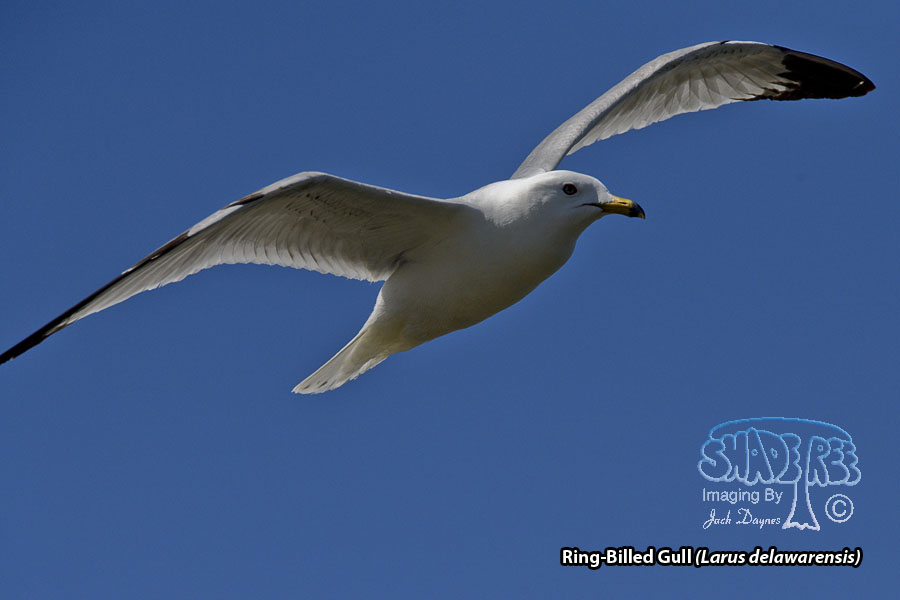 Ring-Billed Gull - Larus delawarensis