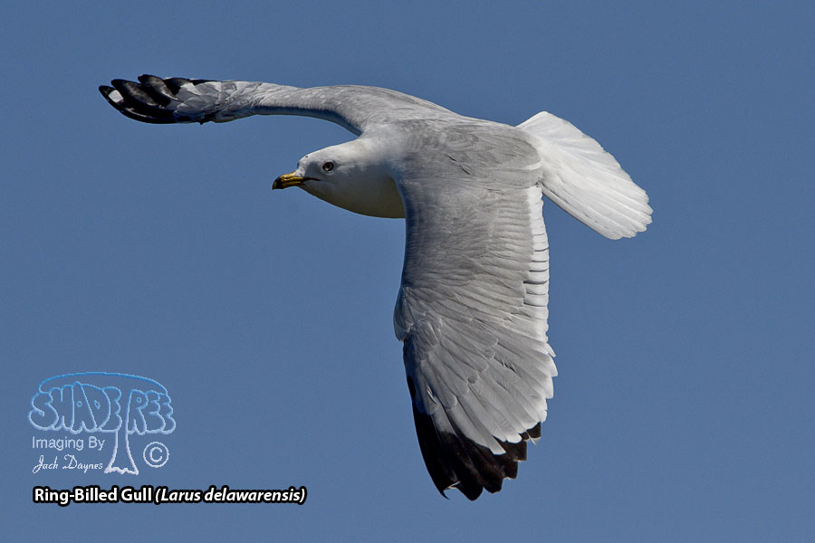 Ring-Billed Gull - Larus delawarensis