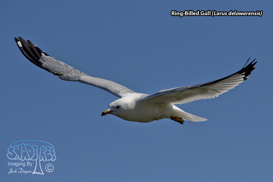 Ring-Billed Gull - Larus delawarensis