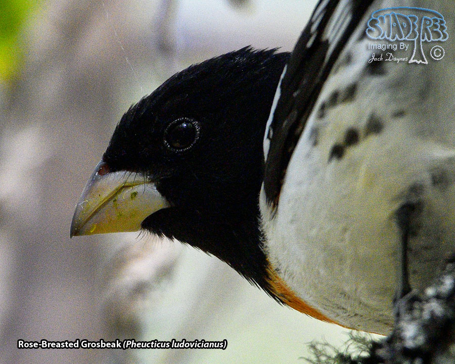 Rose-Breasted Grosbeak - Pheucticus ludovicianus