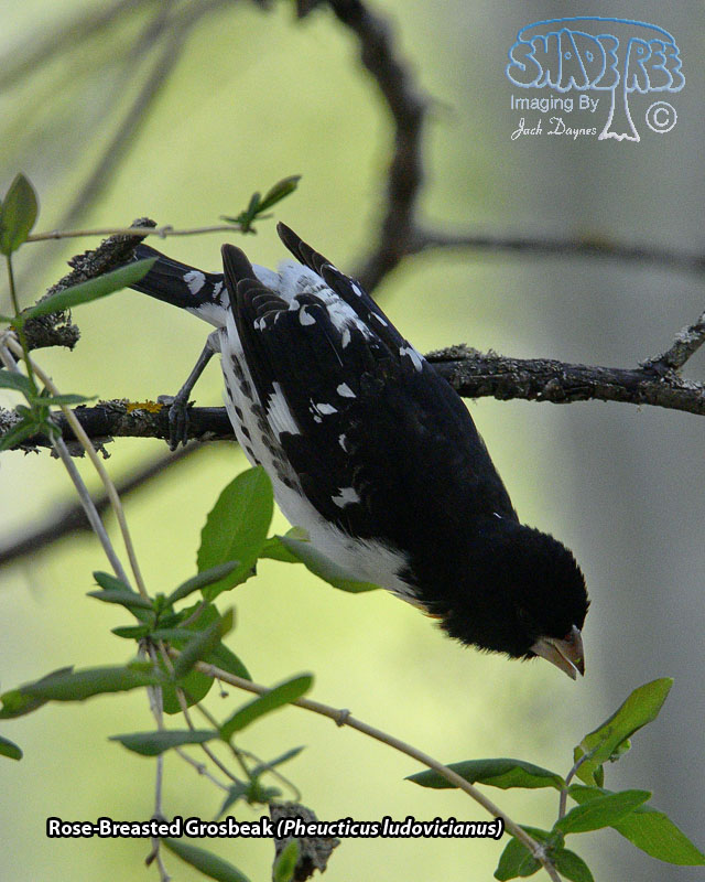 Rose-Breasted Grosbeak - Pheucticus ludovicianus